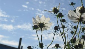 Preview wallpaper flowers, sky, clouds, stems