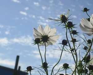 Preview wallpaper flowers, sky, clouds, stems