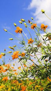 Preview wallpaper flowers, sky, lawn, clouds, sun