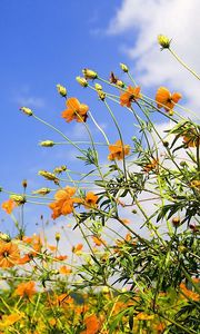 Preview wallpaper flowers, sky, lawn, clouds, sun