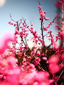 Preview wallpaper flowers, sky, nature, beautiful, plant