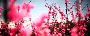 Preview wallpaper flowers, sky, nature, beautiful, plant