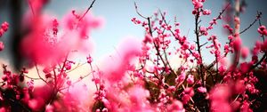 Preview wallpaper flowers, sky, nature, beautiful, plant