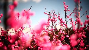 Preview wallpaper flowers, sky, nature, beautiful, plant