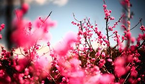 Preview wallpaper flowers, sky, nature, beautiful, plant