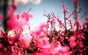 Preview wallpaper flowers, sky, nature, beautiful, plant