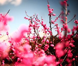 Preview wallpaper flowers, sky, nature, beautiful, plant