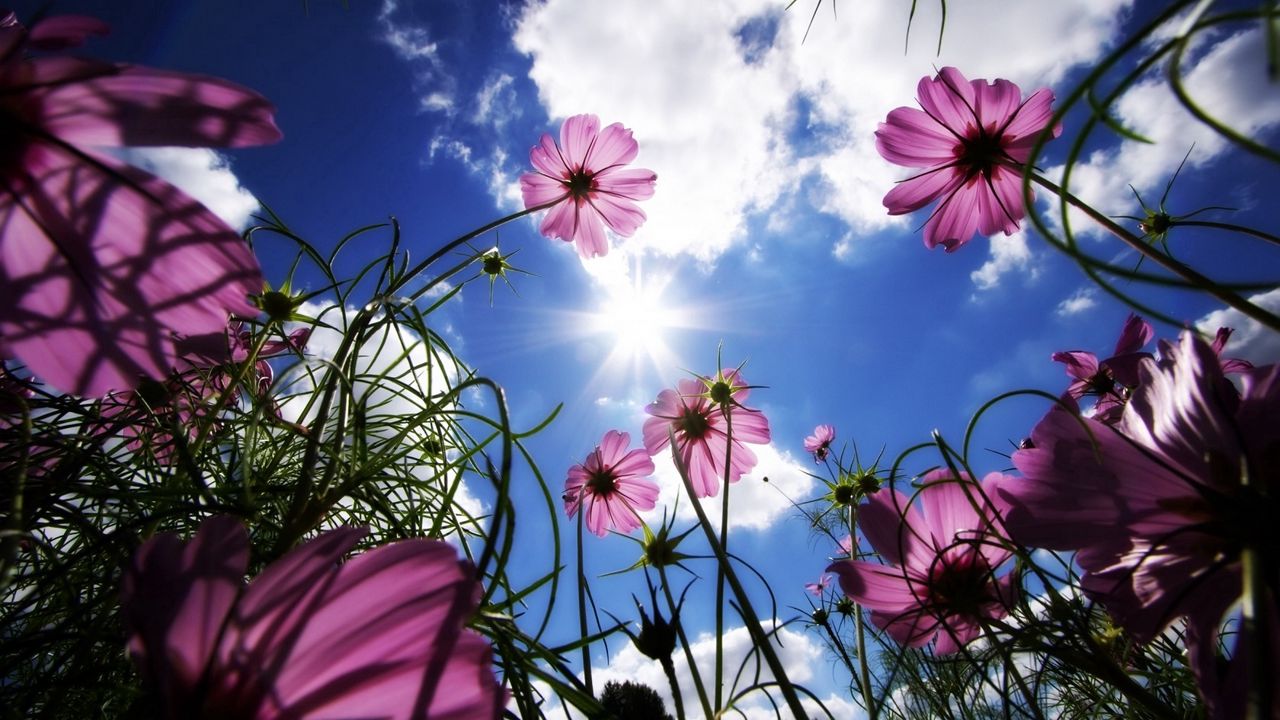 Wallpaper flowers, sky, sun, grass, beams, day, summer