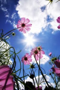 Preview wallpaper flowers, sky, sun, grass, beams, day, summer