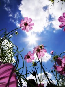 Preview wallpaper flowers, sky, sun, grass, beams, day, summer