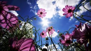 Preview wallpaper flowers, sky, sun, grass, beams, day, summer