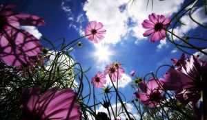 Preview wallpaper flowers, sky, sun, grass, beams, day, summer