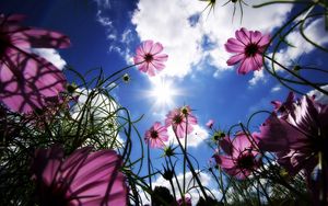 Preview wallpaper flowers, sky, sun, grass, beams, day, summer