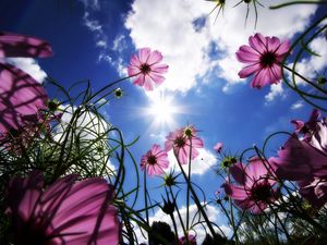 Preview wallpaper flowers, sky, sun, grass, beams, day, summer