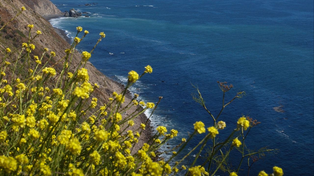Wallpaper flowers, slope, mountain, sea