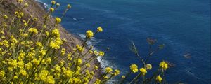 Preview wallpaper flowers, slope, mountain, sea