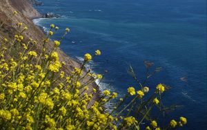 Preview wallpaper flowers, slope, mountain, sea