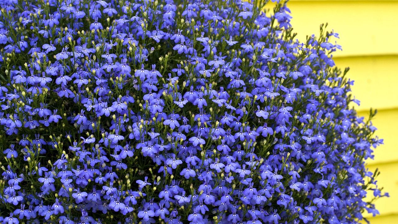 Wallpaper flowers, small, blue, much