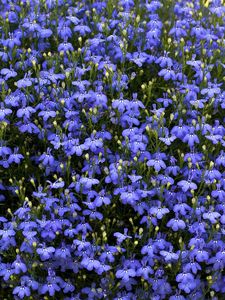 Preview wallpaper flowers, small, blue, much