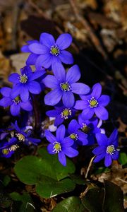 Preview wallpaper flowers, small, blue, leaves, branches