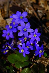 Preview wallpaper flowers, small, blue, leaves, branches