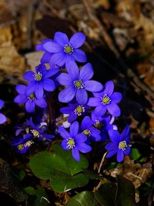 Preview wallpaper flowers, small, blue, leaves, branches