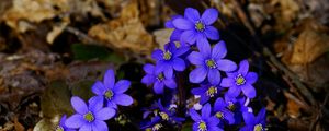 Preview wallpaper flowers, small, blue, leaves, branches