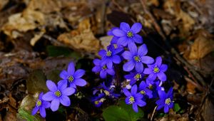 Preview wallpaper flowers, small, blue, leaves, branches