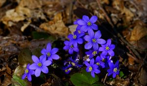 Preview wallpaper flowers, small, blue, leaves, branches