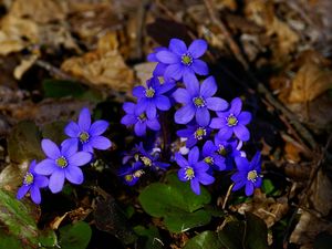 Preview wallpaper flowers, small, blue, leaves, branches