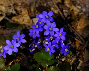 Preview wallpaper flowers, small, blue, leaves, branches