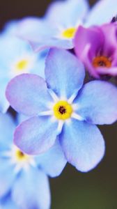 Preview wallpaper flowers, small, blue