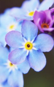 Preview wallpaper flowers, small, blue