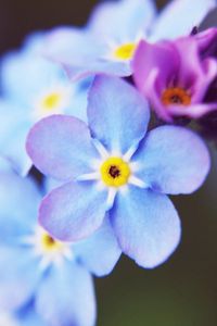 Preview wallpaper flowers, small, blue