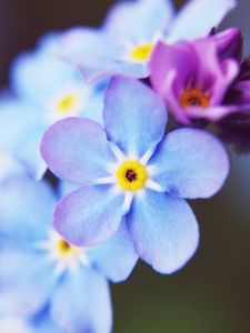 Preview wallpaper flowers, small, blue