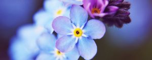 Preview wallpaper flowers, small, blue