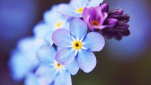 Preview wallpaper flowers, small, blue