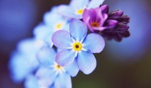 Preview wallpaper flowers, small, blue