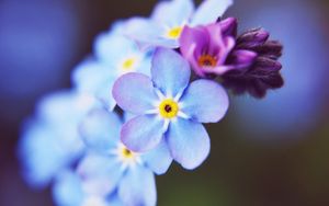 Preview wallpaper flowers, small, blue