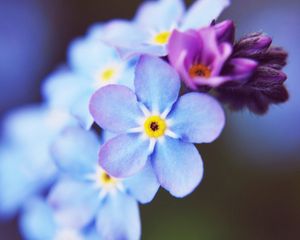 Preview wallpaper flowers, small, blue