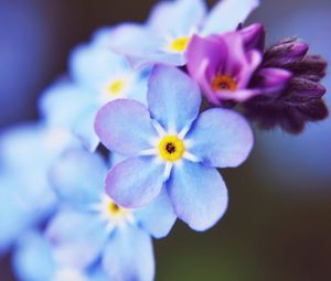 Preview wallpaper flowers, small, blue