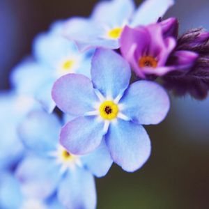 Preview wallpaper flowers, small, blue