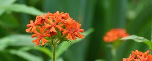 Preview wallpaper flowers, small, bright, grass, close-up