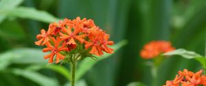 Preview wallpaper flowers, small, bright, grass, close-up