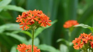 Preview wallpaper flowers, small, bright, grass, close-up