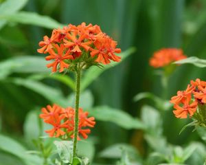 Preview wallpaper flowers, small, bright, grass, close-up