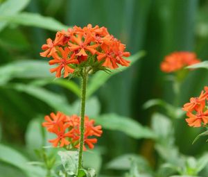 Preview wallpaper flowers, small, bright, grass, close-up