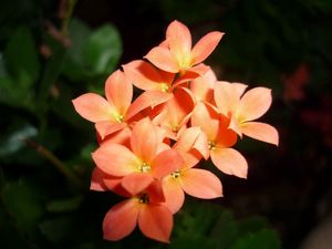 Preview wallpaper flowers, small, bright, close up, leaves