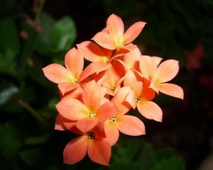 Preview wallpaper flowers, small, bright, close up, leaves