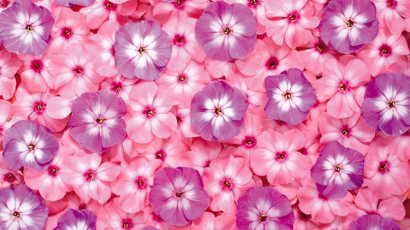 hd wallpapers 1366x768 flowers